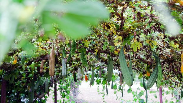 Image of Fresh Green long Cucumber on a branch in greenhouse