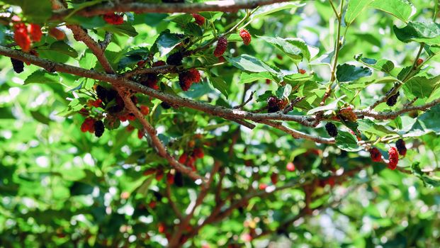 Image of Fresh mulberries on the branch in farm