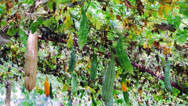 Image of Fresh Green long Cucumber on a branch in greenhouse