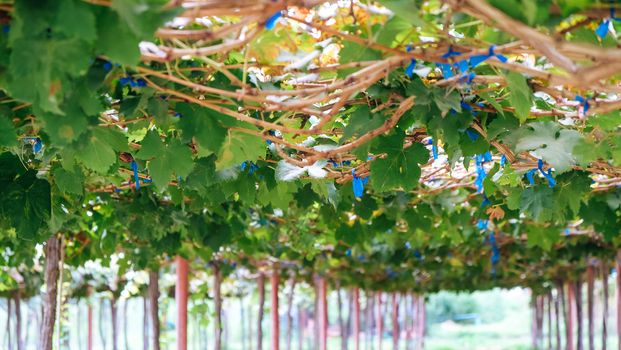 Close up image of Vineyards