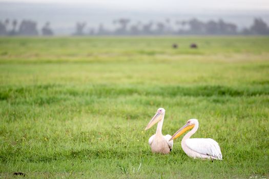 A pelican birds are standing in the green grass