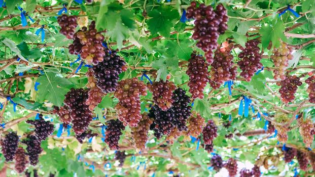 Image of Ripe grapes ready for harvesting