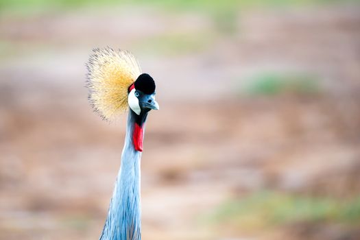 A colorful bird in the savannah of Kenya