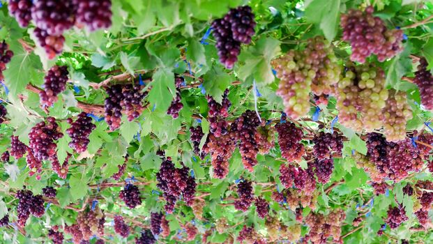 Image of Ripe grapes ready for harvesting