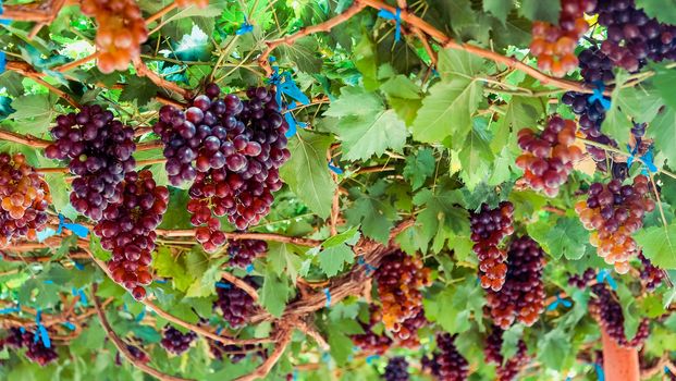 Image of Ripe grapes ready for harvesting