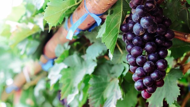 close up image of purple red grapes with green leaves on the vine. vine grape fruit plants outdoors. autumn harvest.