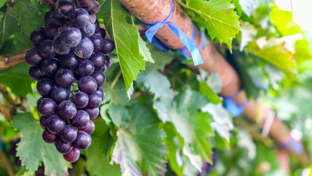 close up image of purple red grapes with green leaves on the vine. vine grape fruit plants outdoors. autumn harvest.