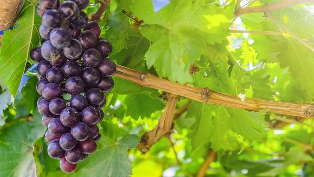 close up image of purple red grapes with green leaves on the vine. vine grape fruit plants outdoors. autumn harvest.