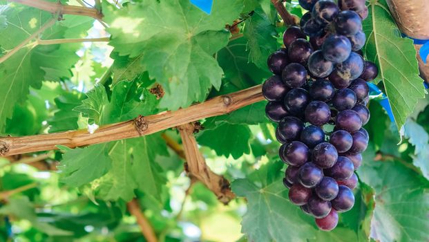 close up image of purple red grapes with green leaves on the vine. vine grape fruit plants outdoors. autumn harvest.