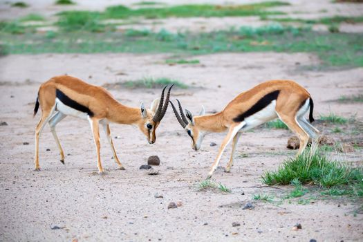 Two Thomsons gazelle are fighting in the savannah in the national park