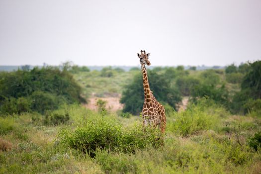 Giraffe is standing between the bush and trees in the savannah of Kenya