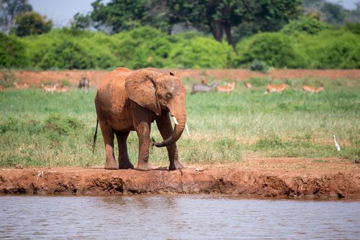 A red elephant is drinking water from the waterhole