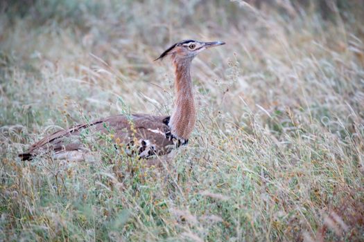 A local kenyan birds on the green bush