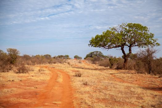 Trees in the savannah of Kenya, blue sky with clouds, a red road