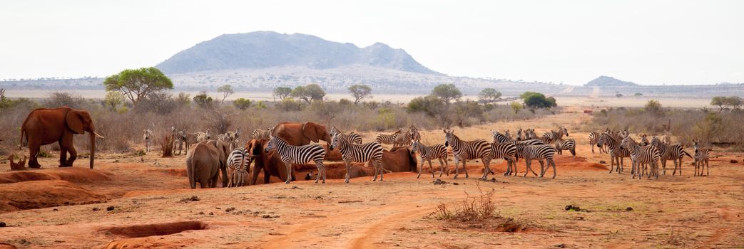 A lot of animals, zebras, elephants standing on the waterhole, Kenya safari