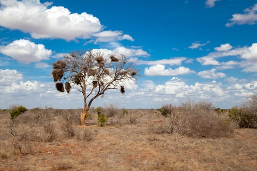 Big tree with nests of birds, blue sky and clouds, Kenya