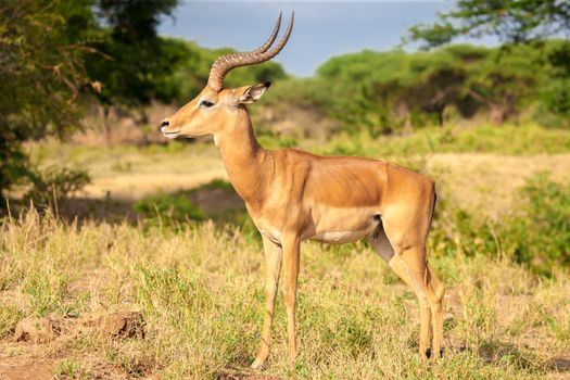An antelope is standing in the savannah, Kenya