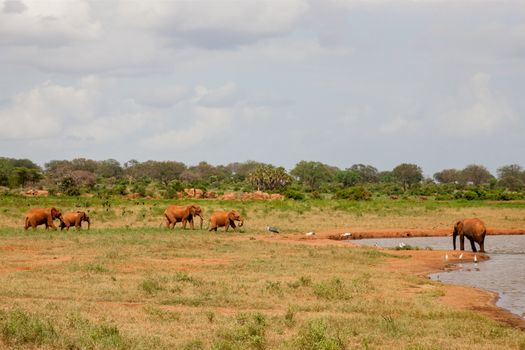 A lot of red elephants are on the waterhole