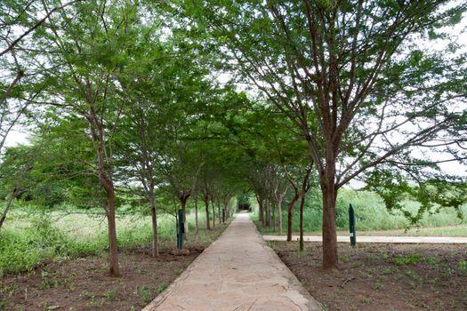 Pathway between the trees with a lot of green plants in Kenya