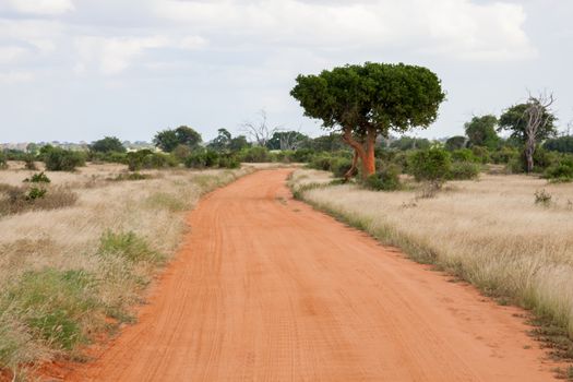 A way with red soil throught the savanna with a lot of trees and green plants