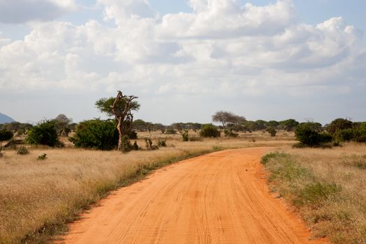 A way with red soil throught the savanna with a lot of trees and green plants