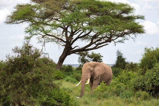 An elephant in the savannah of a national park in Kenya