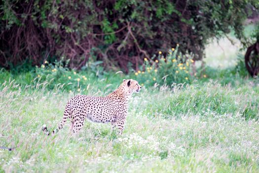 A cheetah in the grassland in the savannah of Kenya