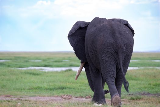 An elephant in the savannah of a national park in Kenya