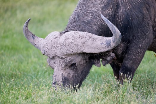 A big buffalo in the grassland of the savannah