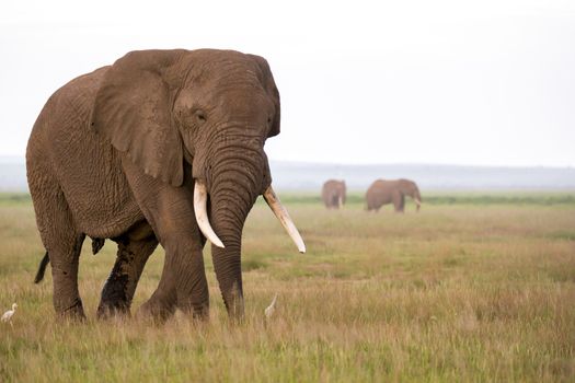 An elephant in the savannah of a national park in Kenya