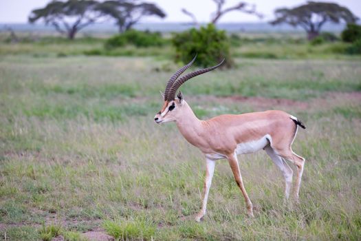 One antelope is standing beween the plants in the savannah