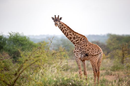 Giraffe is standing between the bush and trees in the savannah of Kenya