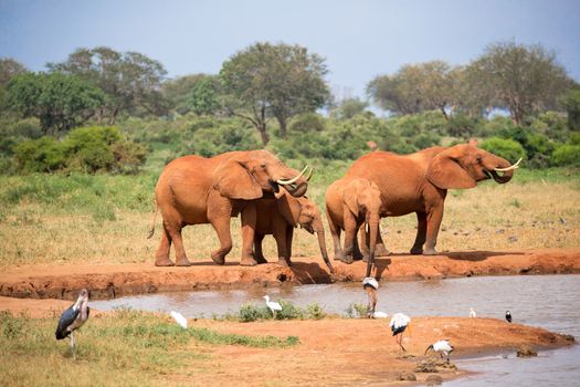 A elephants family drinking water from the waterhole