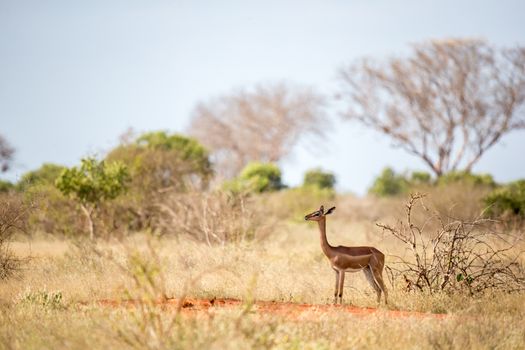 An antelope with a log neck is standing between the bush and watching