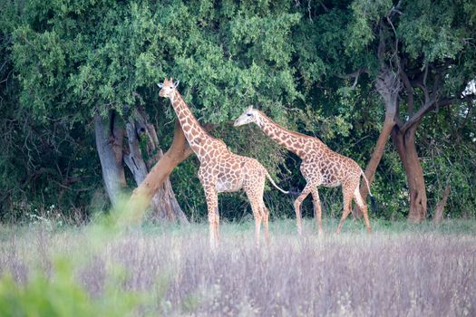 Giraffe is standing between the bush and trees in the savannah of Kenya