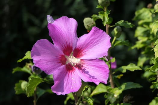 One beautiful pink flower surrounded by green branches