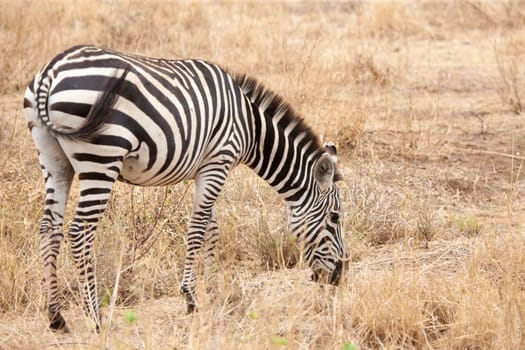 Zebra eating grass, grassland of Kenya
