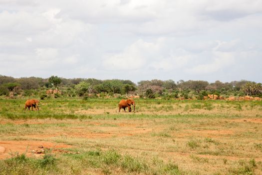 Elephants are walking throught the savannah near the waterhole with a lot of green plants