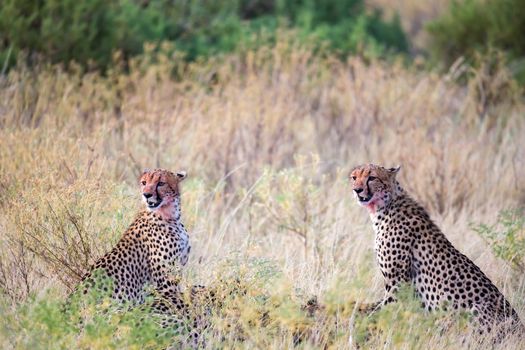 The cheetahs eating in the middle of the grass