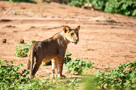 One lion walks through the savannah in Kenya