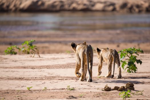 The lions walk along the banks of a river