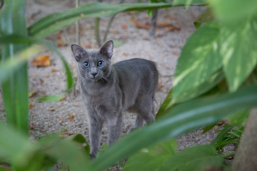 Small gray cat between the plants watching you