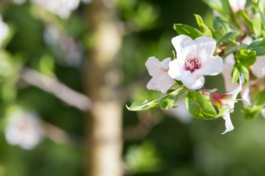 The flowers of a cherry tree in spring