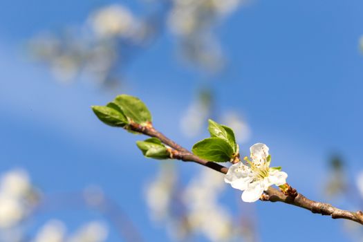 The flowers of a cherry tree in spring