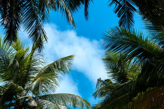 Blue sky with a few clouds and palm trees