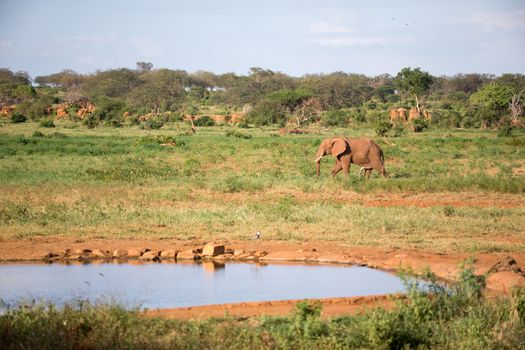 The family of red elephants at a water hole in the middle of the savannah