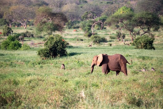 One big red elephant walks through the savannah between many plants