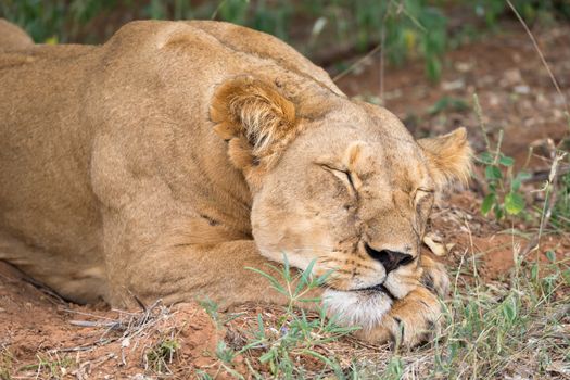 The lions rest in the grass of the savanna