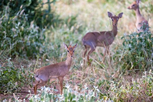 The antelopes in the grass landscape of Kenya