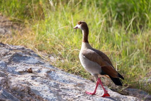 A native very colorfull bird in the landscape of Kenya